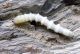 larva.jpg