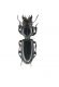 Scarites sp-_ Chiclana_Spagna 2011 029.jpg