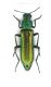 Melyridae_Velez Rubio_Spagna 2011 002.jpg