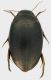 Dytiscidae_01_Tolfa_4-IV-2011_10,5mm.jpg