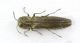 Agrilus_IMG_0455_C00196.JPG