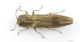Agrilus_IMG_0458_C00199.JPG