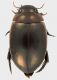 Dytiscidae_03_Tolfa_4-IV-2011_9mm.jpg