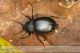 blaps-mucronata-IMG_9216-027.jpg