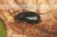 blaps-mucronata-IMG_9216-030.jpg