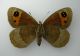 Erebia 3b.jpg