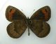 Erebia 4b.jpg