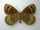Erebia 5b.jpg