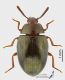 Scaphidema_metallicum_s.jpg