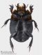 Pactolinus_ventrale.jpg