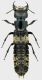Creophilus_maxillosus_Tolfa_4-IV-2011_30mm.jpg