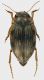 Dytiscidae_4_Tolfa_4-IV-2011_4,3mm.jpg