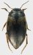 Dytiscidae_5_Tolfa_4-IV-2011_3,3mm.jpg