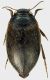 Dytiscidae_6_Tolfa_4-IV-2011_3,6mm.jpg