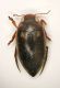 ditiscide1 3.1mm canda.JPG