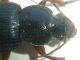 Ophonus ardosiacus 09-IX-09 Sappanico.jpg