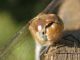 F-1103 - F042.80 - Staccionata - 06 OTT 2010 059.jpg