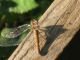 F-1103 - F042.80 - Staccionata - 06 OTT 2010 062.jpg