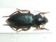 Ophonus ardosiacus 09-IX-09 Sappanico (1).jpg
