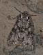 Unidentified 2.jpg