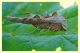 Phlogophora meticulosa (11).JPG