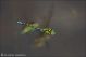 Aeshna_cyanea_M_3240.jpg