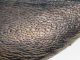 Dytiscidae_06_Tolfa_4-IV-2011_particolare2.jpg