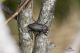 Capnodis_tenebricosa.jpg