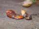doppia pupa2.JPG
