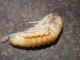 pupa2.JPG