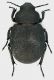 Pimelia_Giordania_Petra_5-IV-2011_20mm.jpg