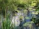 Aeshna_cyanea_esuvia_ambiente_Merano_1265.jpg