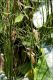 Aeshna_cyanea_esuvia_ambiente_Merano_3254.jpg