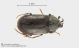 Scotylidae_cfr.jpg