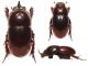 Hybalus bigibber REITTER, 1893 (2).JPG