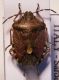 D. baccarum.jpg
