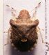 D. umbraculatus.jpg