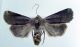 noctuidae 1.jpg