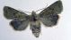 noctuidae 3.jpg