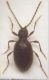 ptinus sp.jpg