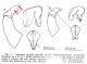 fracticornis.jpg