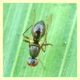Sepsidae (1).JPG