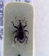 curculio 3.jpg