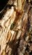 Kisanthobia ariasi_in celletta_Sicilia 2011 131.jpg