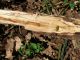Kisanthobia ariasi_Sicilia 2011 140.jpg