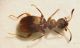 Anthicidae.JPG