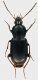 Carabidae_GRA_km29_11-IV-2011_7,5mm.jpg