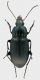 carabidae_GRA_km29_11-IV-2011_13,2mm.jpg