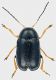 Chryptocephalus_Monte_Morra_1100m_19.IV-2011_3,7mm_a.jpg