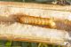 Agapanthia_osmanlis_IMG_9645.JPG